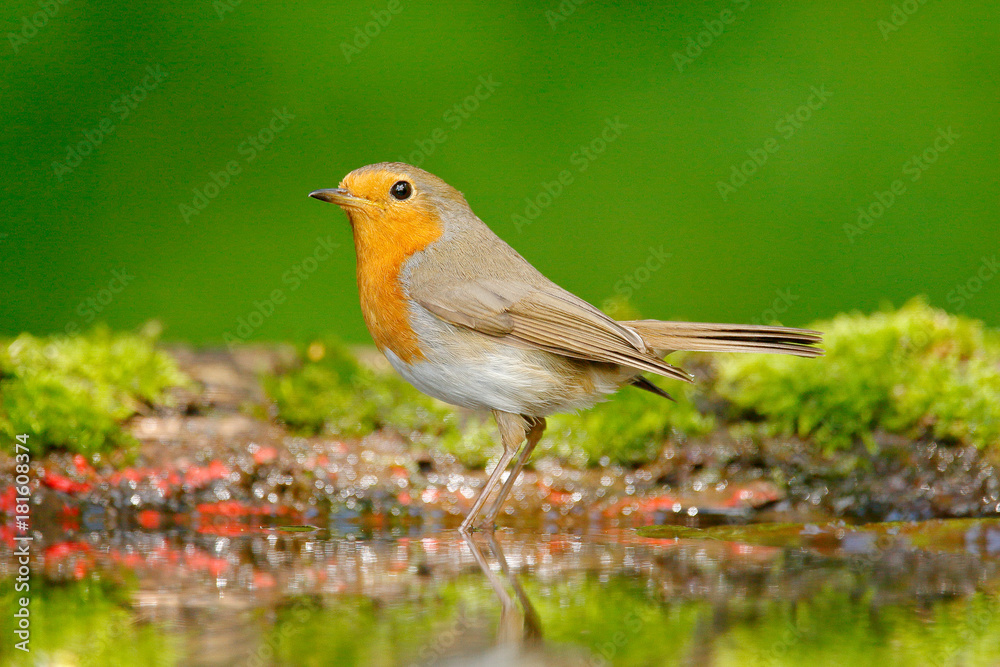 Fototapeta premium European Robin, Erithacus rubecula, sitting in the water, nice lichen tree branch, bird in the nature habitat, spring, nesting time, Germany. Orange songbird with mirror reflection in water surface.