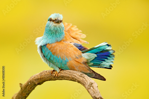 Roller with catch in nature. Birdwatching in Hungary. Nice colour light blue bird European Roller sitting on the branch with open bill, blurred yellow background. Wildlife scene from Europe nature.
