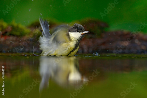 Bird wash plumage in water Great Tit, Parus major, black and yellow songbird sitting in the water, nice lichen tree branch, bird in the nature habitat, spring - nesting time, Germany. Hot summer day.