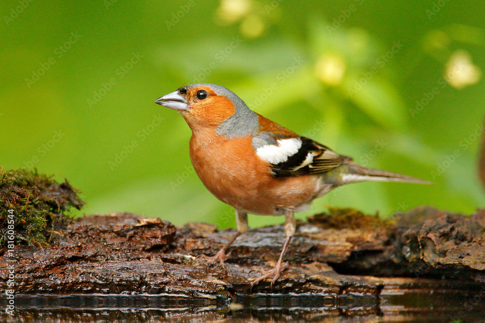 Chaffinch, Fringilla coelebs, orange songbird sitting on the nice lichen tree branch with, little bird in nature forest habitat, clear green background, Germany. Wildlife scene from nature. Chaffinch, Fringilla coelebs, orange songbird sitting on the nice lichen tree branch with, little bird in nature forest habitat, clear green background, Germany. Wildlife scene from nature.
