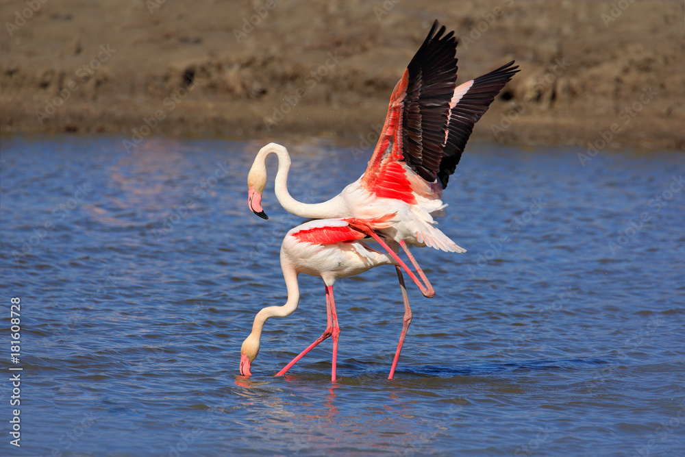Obraz premium Bird love in water. Pair of flamingos. Two animal mating, walking in lake. Pink big bird Greater Flamingo, Phoenicopterus ruber, in the water, Camargue, France. Wildlife bird behaviour, nature habitat