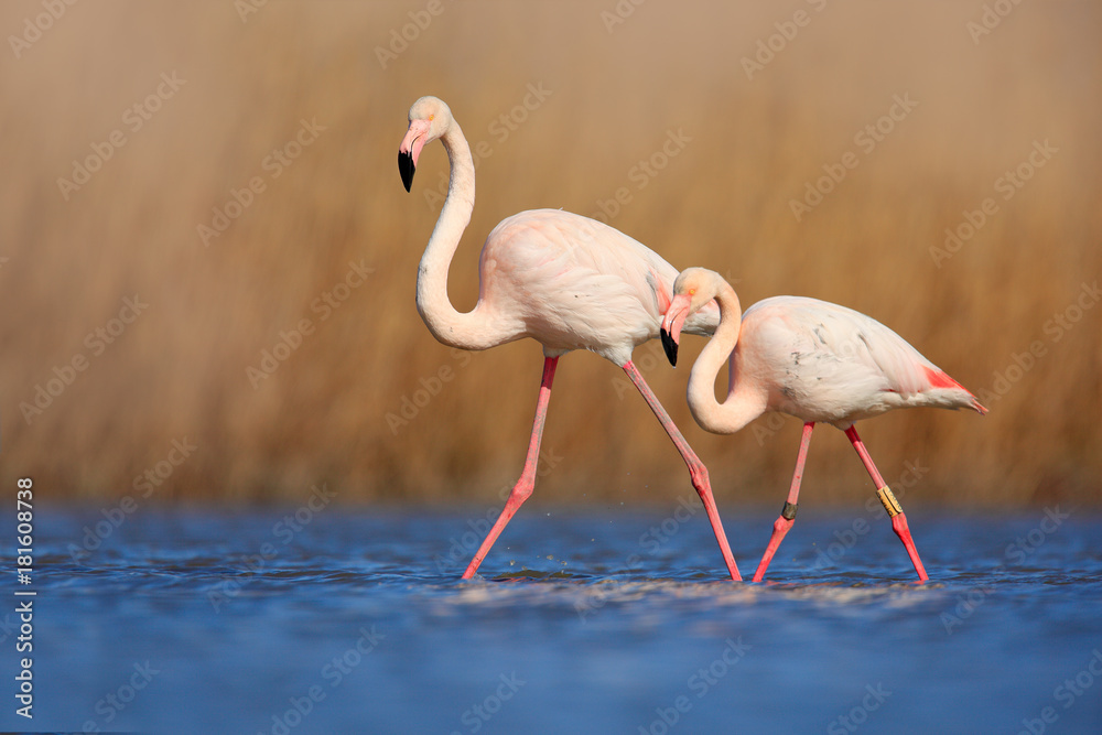 Fototapeta premium Pair of flamingos. Bird love in blue water. Two animal, walking in lake. Pink big bird Greater Flamingo, Phoenicopterus ruber, in the water, Camargue, France. Wildlife bird behaviour, nature habitat