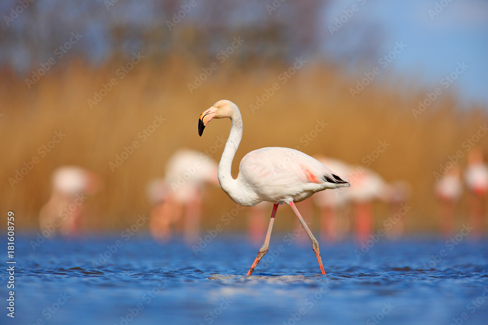 Naklejka premium Flamingo in nature habitat. Beautiful water bird. Pink big bird Greater Flamingo, Phoenicopterus ruber, in the water, Camargue, France. Flamingo walk in water. Wildlife animal scene from nature.