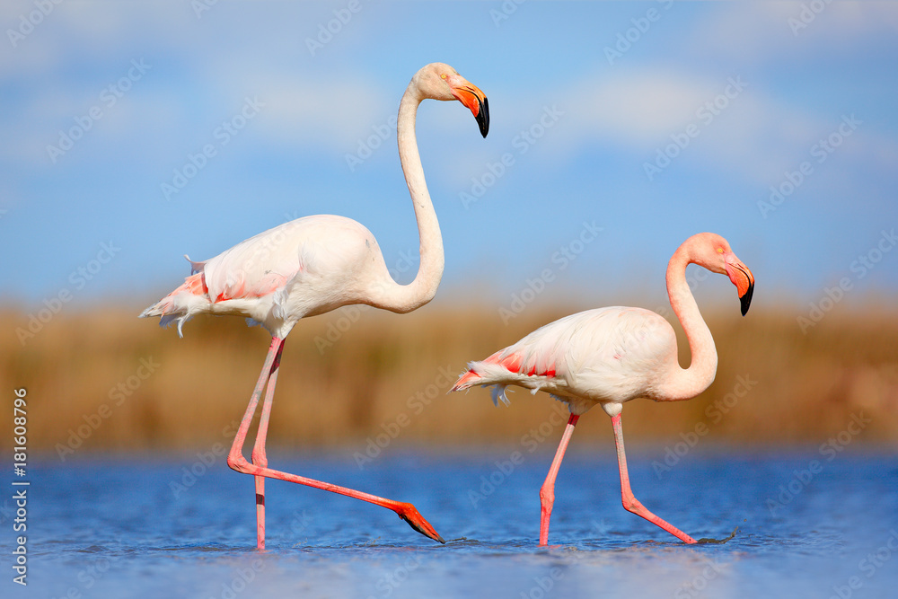 Naklejka premium Para flamingów. Ptasia miłość w błękitnej wodzie. Dwa zwierzę, chodzenie po jeziorze. Różowy duży ptak Wielki Flaming, Phoenicopterus ruber, w wodzie, Camargue, Francja. Zachowanie ptaków dzikich zwierząt, siedliska przyrodnicze