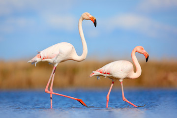 Poster Flamingo Flamingopaar in blauw meer Camargue  © ondrejprosicky