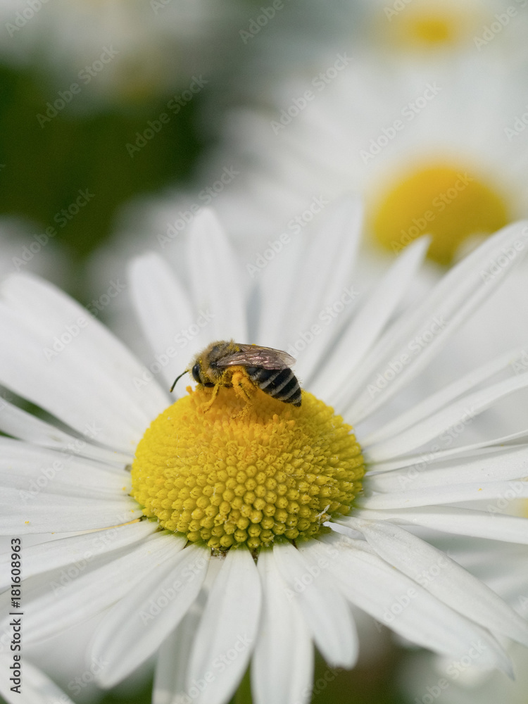Obraz premium Honey bee on Ox Eye Daisy Chrysanthemum leucanthemum