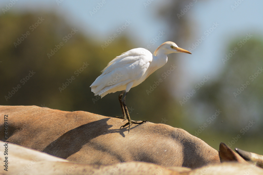 Obraz premium airone guardabuoi (Bubulcus ibis) sopra vacca