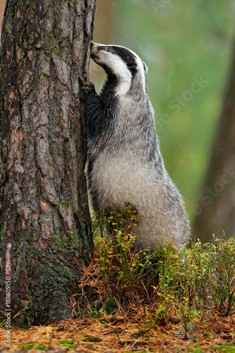 Φωτογραφία Badger in forest, animal nature habitat, Germany, Europe