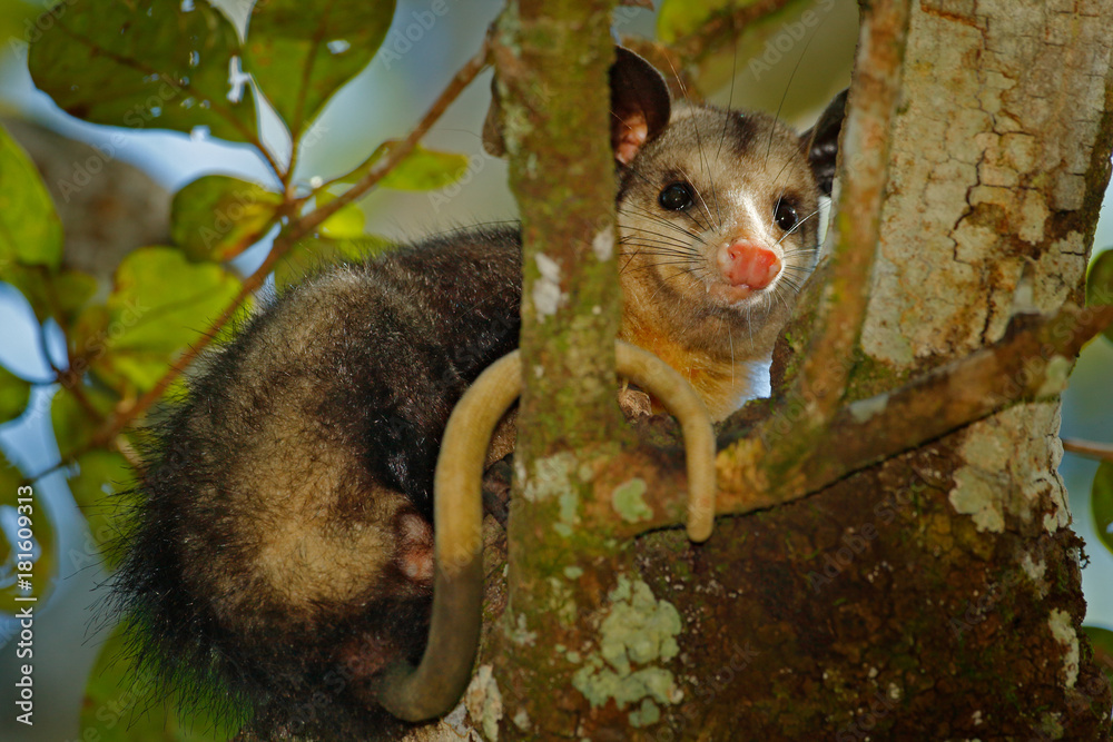Opossum, Didelphis marsupialis, wild nature, Mexico. Wildlife animal