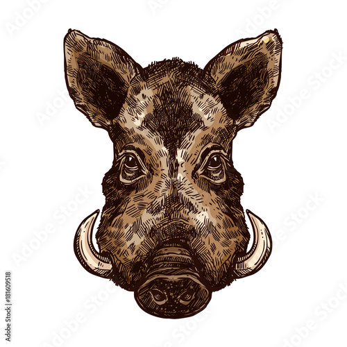 Boar, pig or hog wild animal isolated sketch