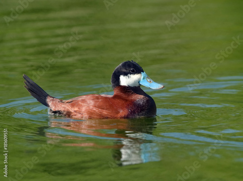 Fényképezés Male Ruddy Duck (Oxyura jamaicensis)