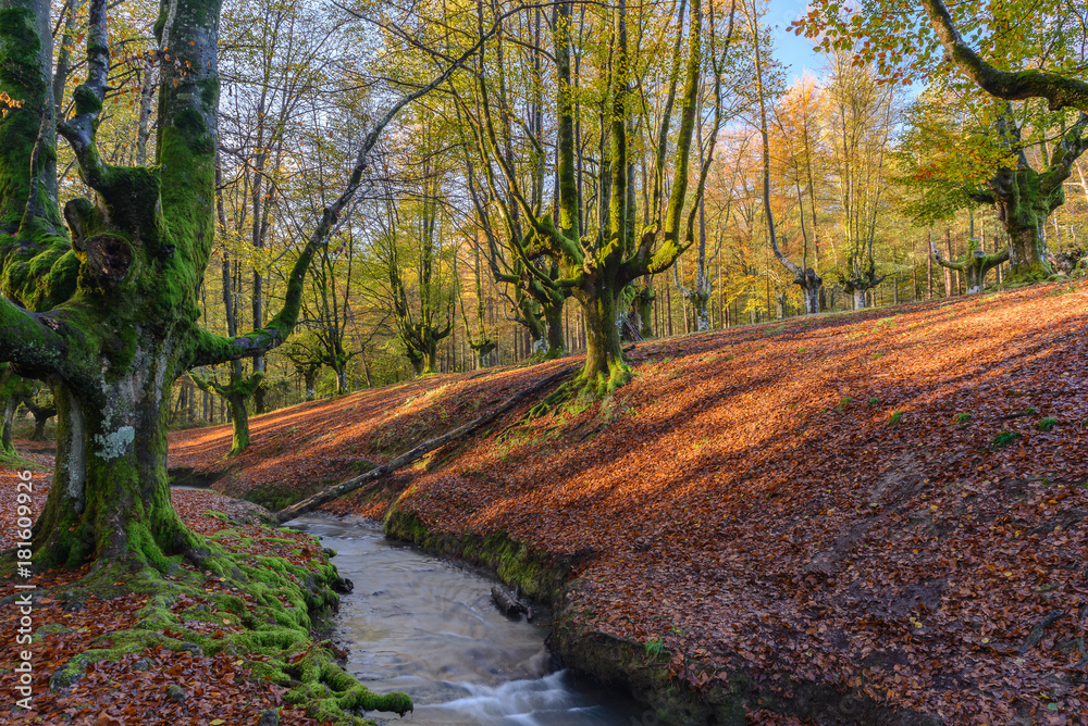 Fototapeta premium Otzarreta beech forest, Gorbea Natural Park, Vizcaya, Spain