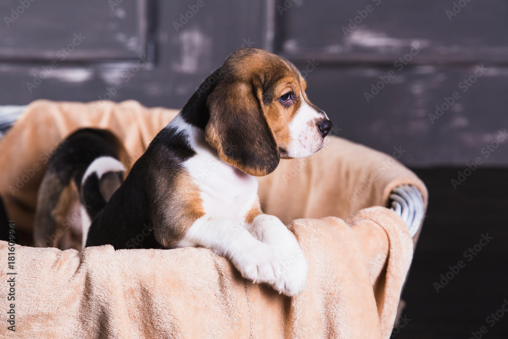 Beagle puppy sit in basket
