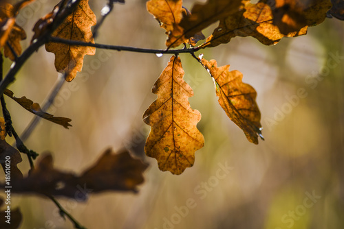 Autumn leaf on the background of a sunny meadow, autumn season