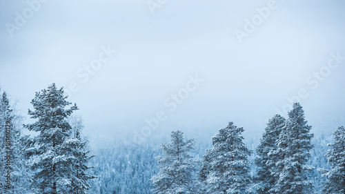 Snowy trees in lapland © Riku
