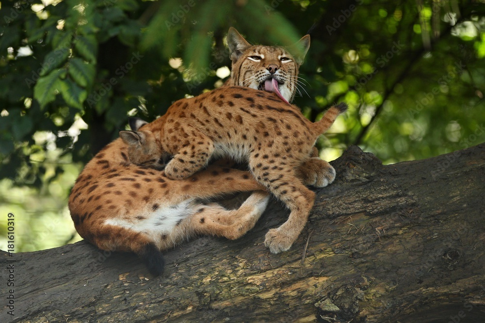 Euroasian lynx in the bavarian national park in eastern germany, european wild cats, animals in european forests, lynx lynx Euroasian lynx in the bavarian national park in eastern germany, european wild cats, animals in european forests, lynx lynx