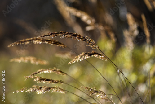 Wilted grass shines in the sun in the autumn season.