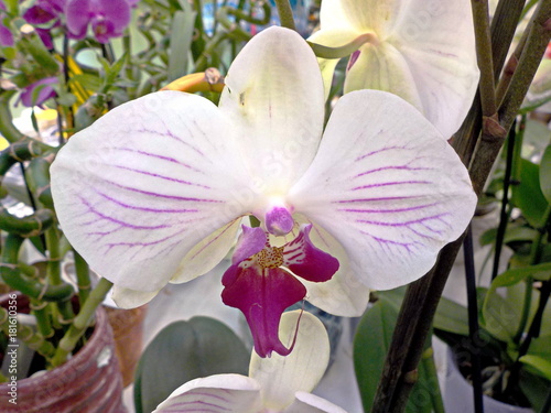 Цветы -  Орхидея и другие
