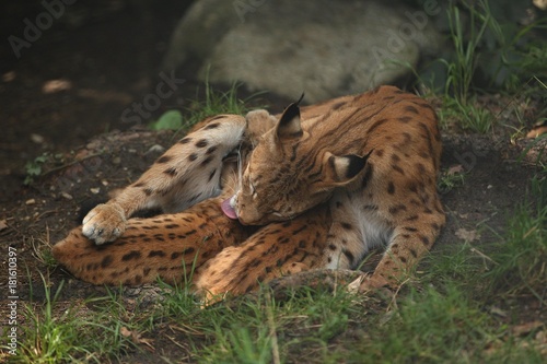 Sticker Euroasian lynx in the bavarian national park in eastern germany, european wild c
