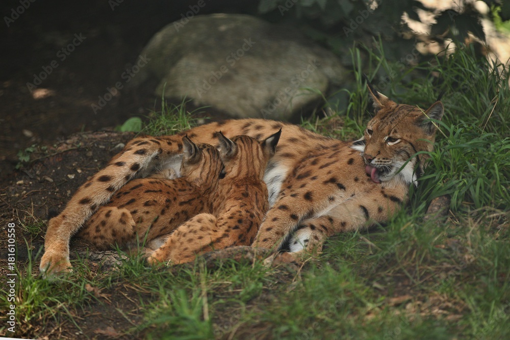 Obraz premium Euroasian lynx in the bavarian national park in eastern germany, european wild cats, animals in european forests, lynx lynx 