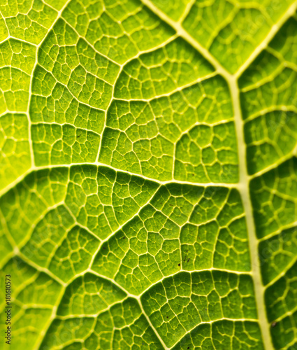 green leaf of a tree as a background