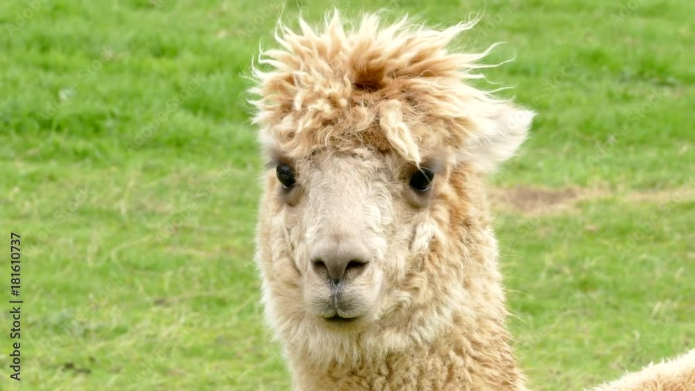 Headshot of an alpaca in a field. Headshot of an alpaca in a field.