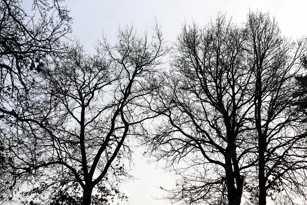 Fallen branches and trees against the sky, autumn in Poland. Fallen branches and trees against the sky, autumn in Poland.