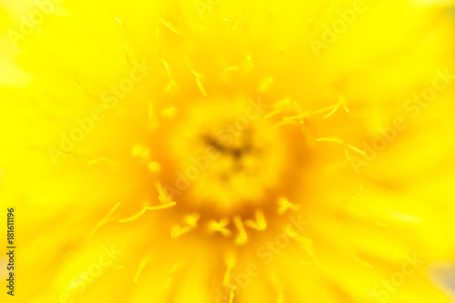 Fototapeta Naklejka Na Ścianę i Meble -  flower dandelion. macro photo. Yellow background. wallpaper.
