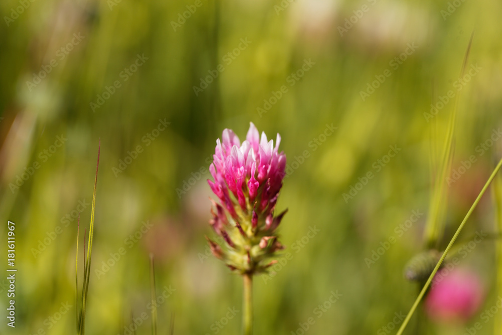 Narrowleaf crimson clover (Trifolium angustifolium) Narrowleaf crimson clover (Trifolium angustifolium)