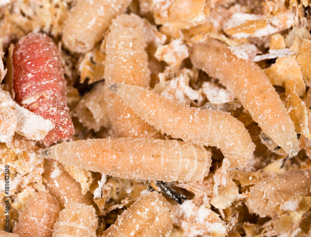 worms of maggots . marco worms of maggots . marco