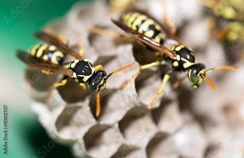A wasp for hives in nature