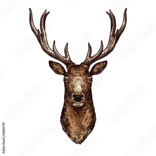 Deer, elk or reindeer sketch of wild forest animal