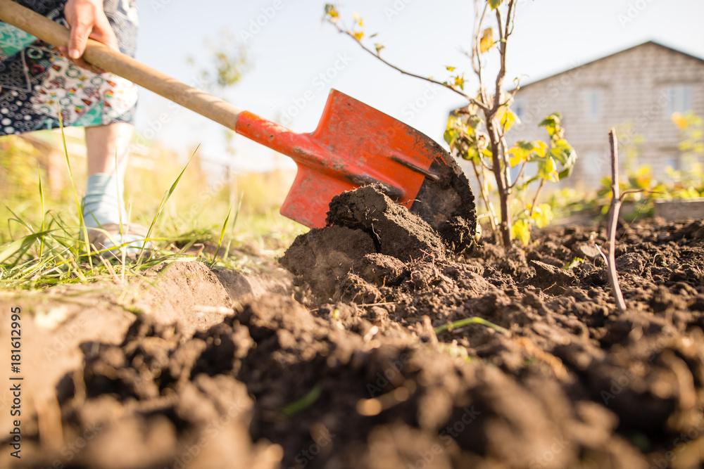 Fototapeta premium a woman digs a garden with a shovel