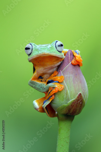 Tree frog, flying frog on lotus bud
