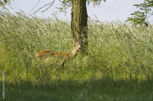  European roe deer (Capreolus capreolus) © ihorhvozdetskiy