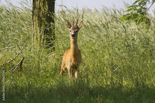  European roe deer  Capreolus capreolus 