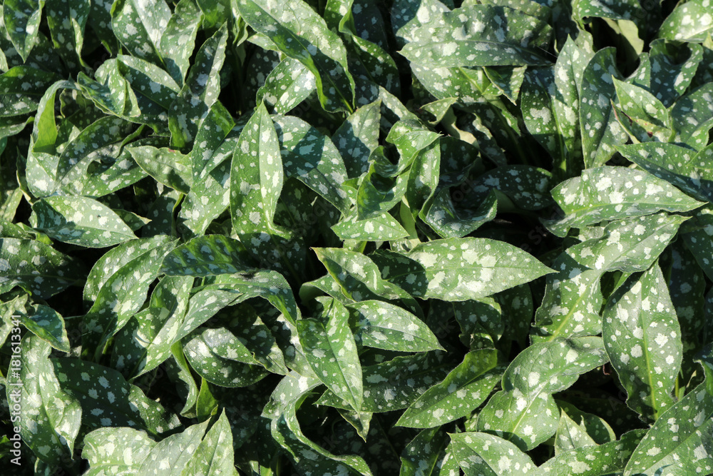 Cultivar hybrid lungwort (Pulmonaria x 'Trevi Fountain') in the shade garden Cultivar hybrid lungwort (Pulmonaria x 'Trevi Fountain') in the shade garden