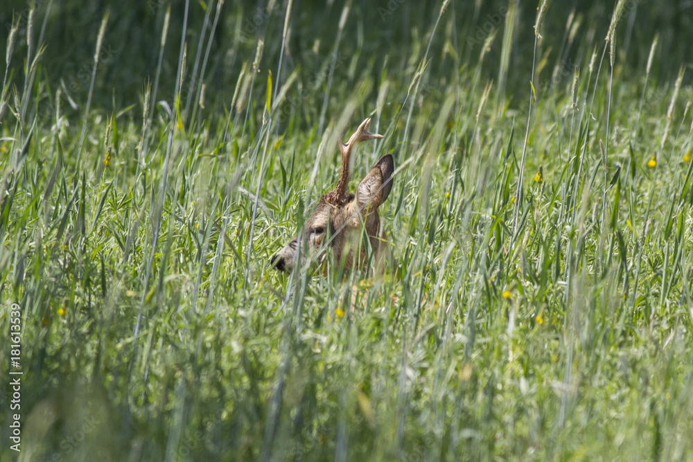European roe deer (Capreolus capreolus) European roe deer (Capreolus capreolus)