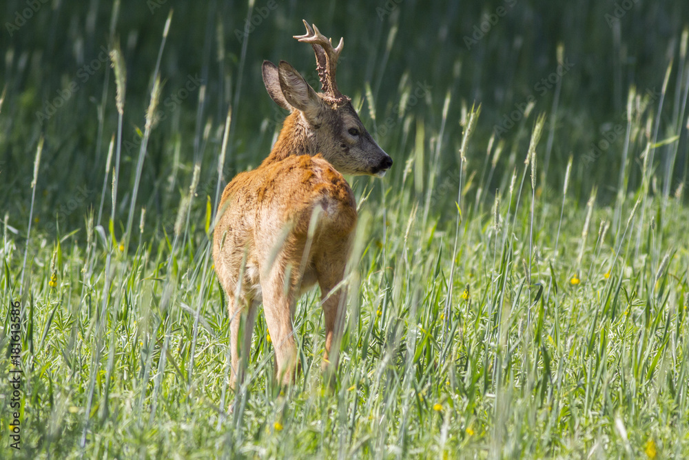 European roe deer (Capreolus capreolus) European roe deer (Capreolus capreolus)
