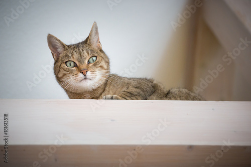 Katze auf dem Balken