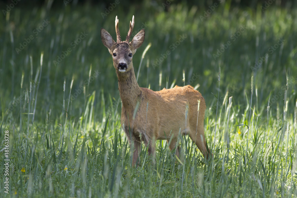 European roe deer (Capreolus capreolus) European roe deer (Capreolus capreolus)