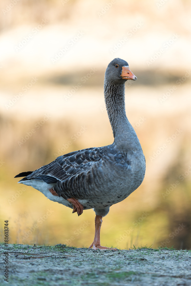 Oie Sauvage Dans Une Reserve Naturelle Du Bassin D Arcachon France Stock Photo Adobe Stock Oie Sauvage Dans Une Reserve Naturelle Du Bassin D Arcachon France Stock Photo Adobe Stock