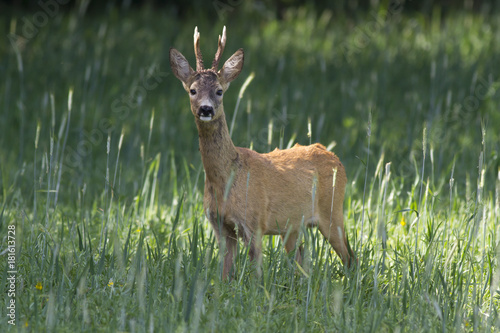 European roe deer (Capreolus capreolus)