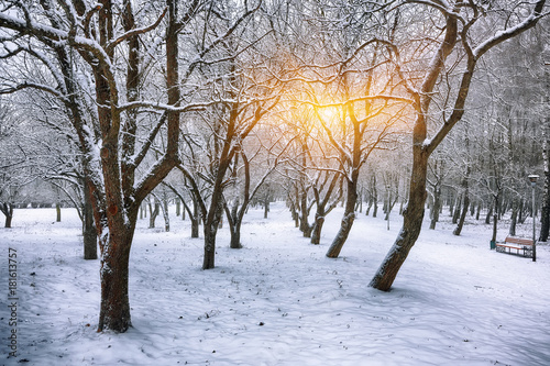 Beautiful winter landscape with snow covered trees