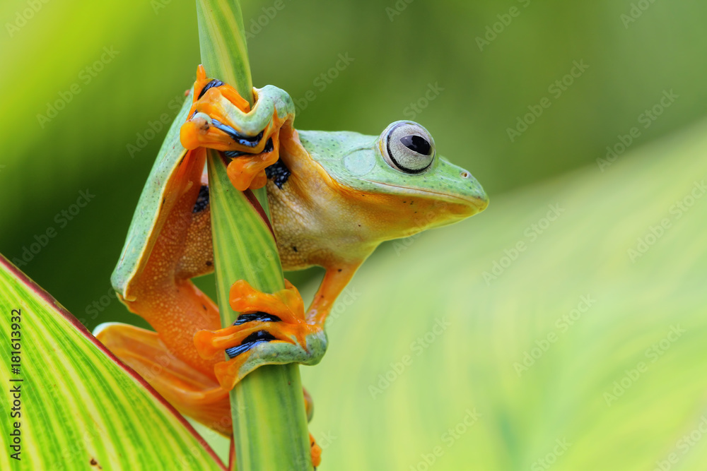 Fototapeta premium Tree frog, flying frog sleeping on branch