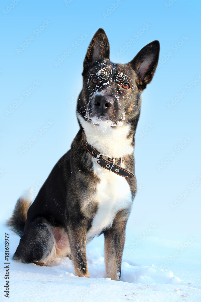 Dog in the snow on a blue background.