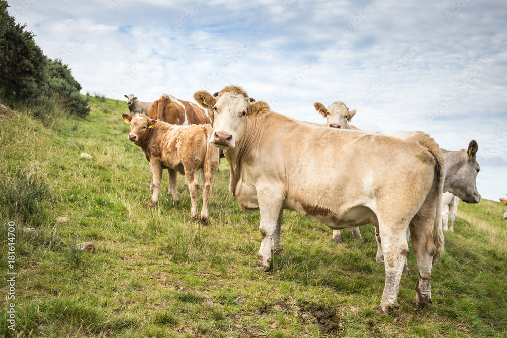 Irish calfs and cows