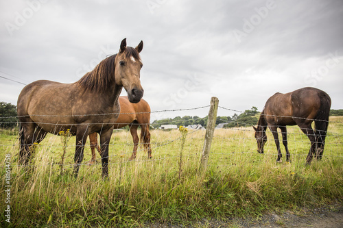 Three brown horses on a field in the Donegal countryside, Ireland © Fabiano