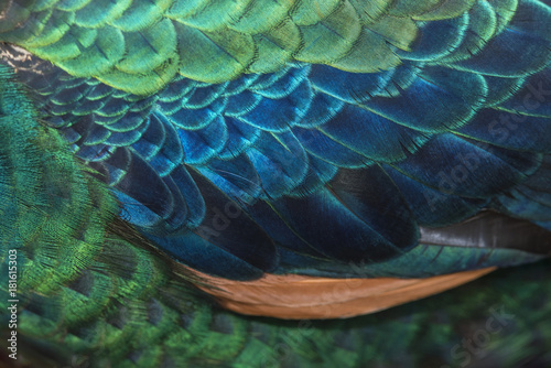Closeup peacock feathers (Male Green peafowl) © chamnan phanthong