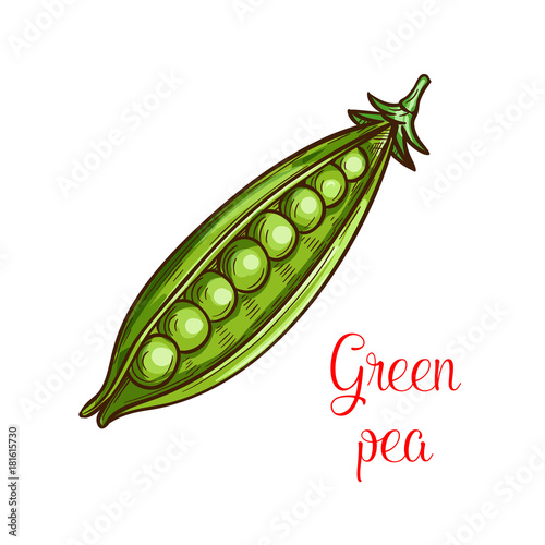 Green pea vegetable sketch of fresh legume
